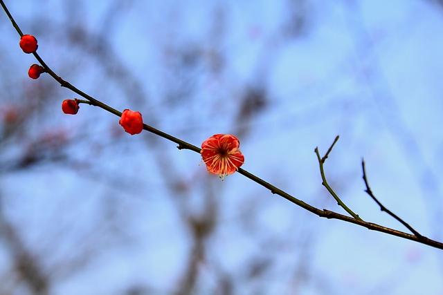 小学生状物作文指导之植物篇（为三至六年级小学生收藏！）