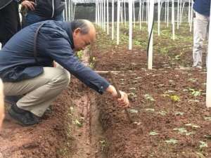 广西田七种植(大英摸索出低海拔三七种植技术 连云南文山三七专家都来取经)