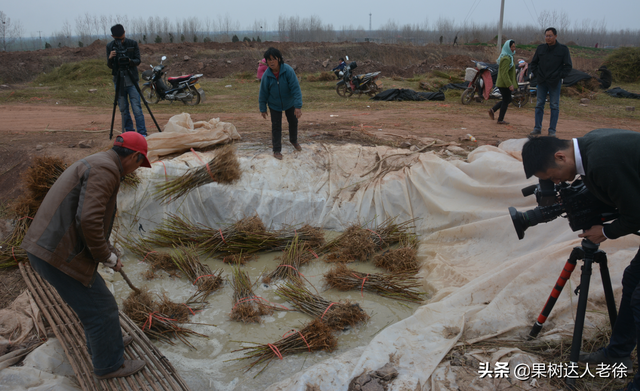 桃树发展品种选择啥，栽植技巧有哪些，了解这些不后悔