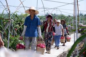 成都种植火龙果(四川荣县30万斤红心火龙果丰收 每天能卖出8000斤销往全国各地)