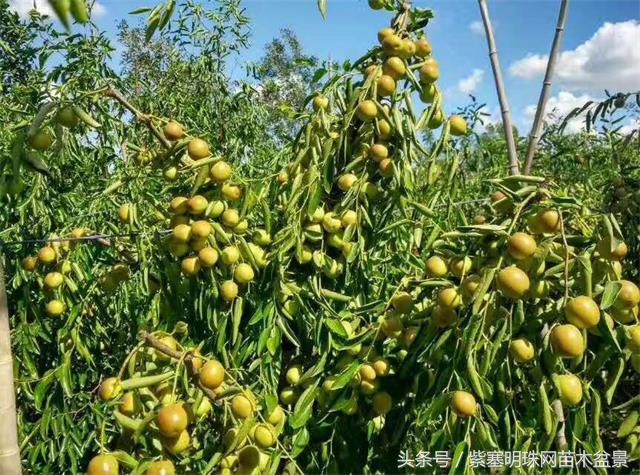 「紫塞明珠」三农苗木花卉｜山东泰安德润苗木