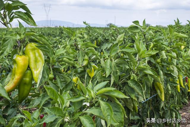 什么季节种什么菜，四季蔬菜种植的时间来了，全面又详细