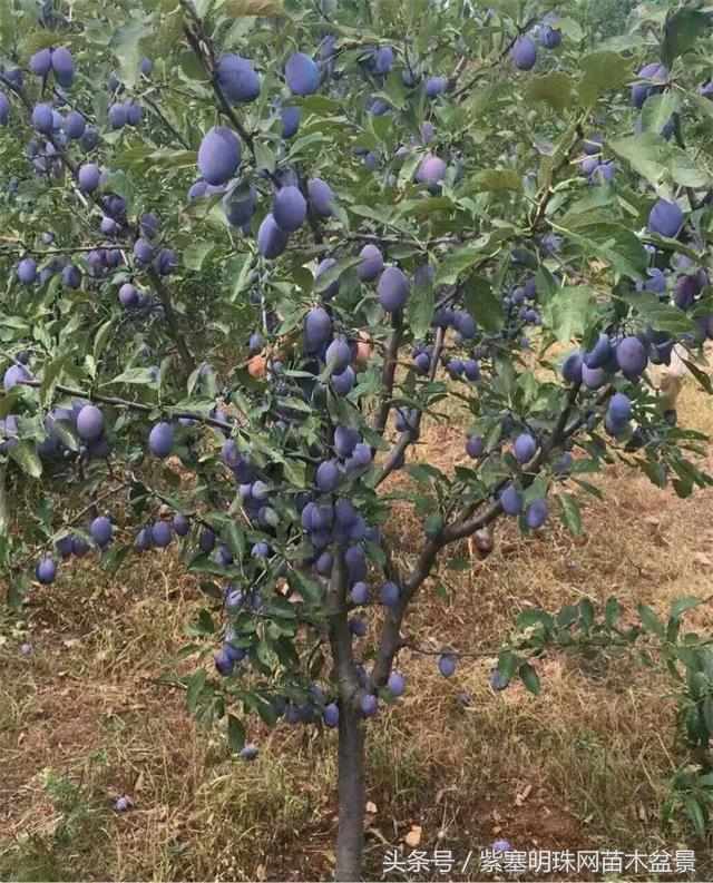 「紫塞明珠」三农苗木花卉｜山东泰安德润苗木