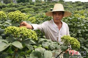 种植中药材有销路吗(广西罗城：种植中药材 走上致富路)