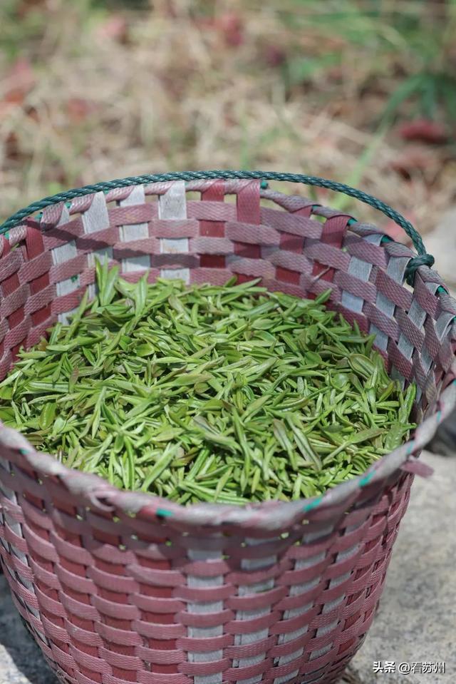 关于江南春天的味道，都在这杯茶里