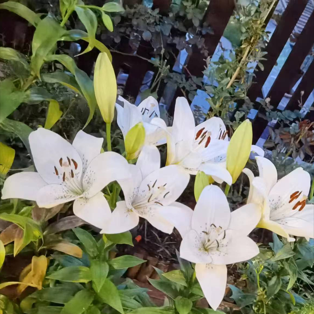 有哪些种球植物，长得快，开花香，简直就是“活香水”