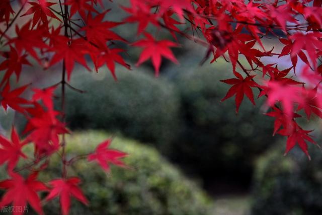 日本红枫树栽培要点，红彤彤的一片，好看极了，大家一起来看看吧