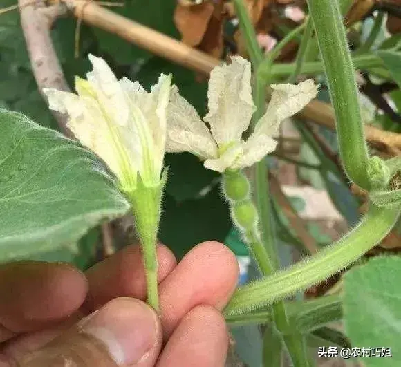 手捻葫芦怎么种植？