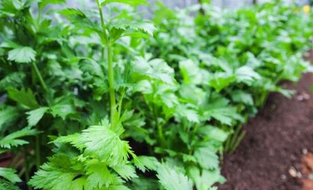 芹菜好吃且营养丰富，但是你知道什么季节最适合种植芹菜吗？