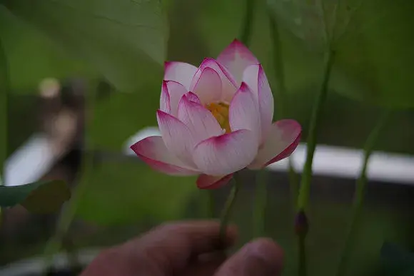 老家的水缸种碗莲，竟掉包成菜莲，没想到莲藕长到吃不完！