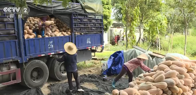 冬季“菜篮子”｜海南冬季瓜菜陆续上市 销往全国各地