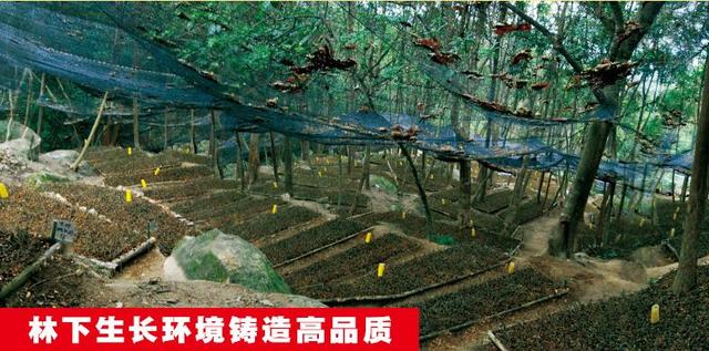 秦巴山区金线莲林下仿野生栽培技术