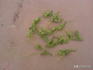 手捻葫芦怎么种植？