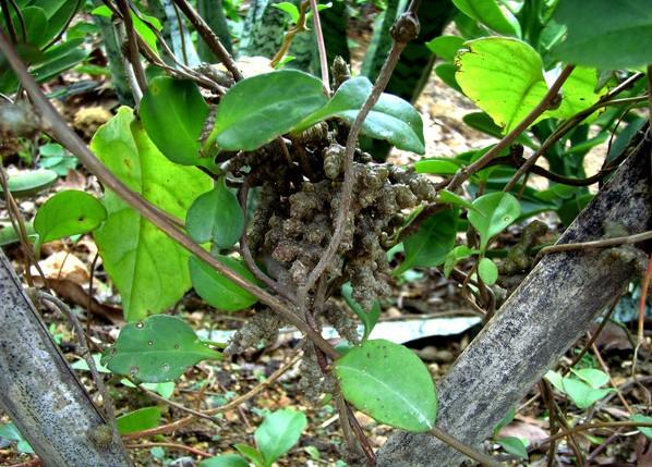 藤三七种植方法介绍