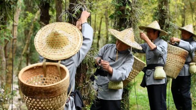 喜迎两会丨乐清特色农业迎生机 致富路上迈大步