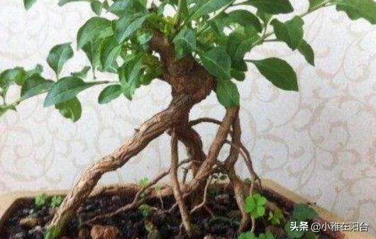 枸杞盆栽这样养，长得枝叶繁茂，结出1树红果子，还能长成盆景