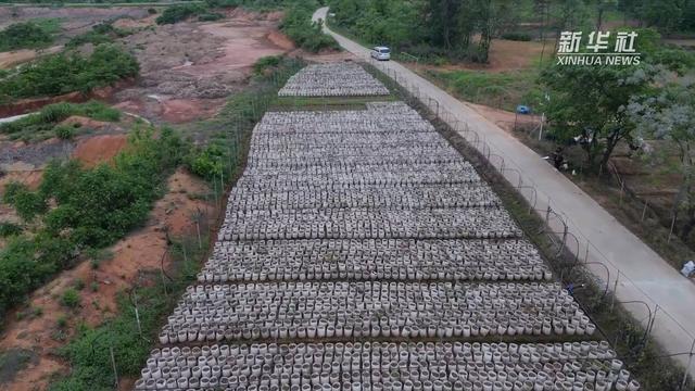 安徽铜陵：棵棵香榧树 铺就乡村振兴路