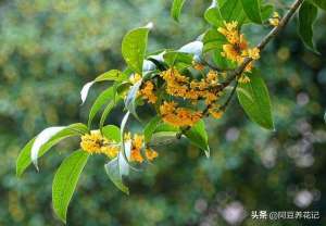 四季桂花的种植方法(四季桂盆栽浇“4种水”，土壤保持酸性，种在北方也能四季开花)