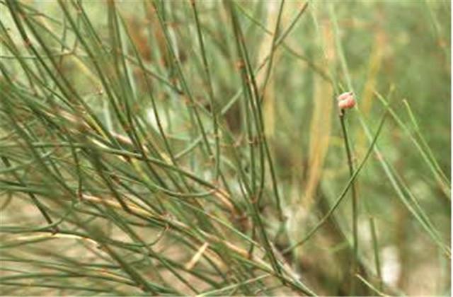 麻黄的种植方法有哪些，高产的关键因素要掌握，进来学习下吧