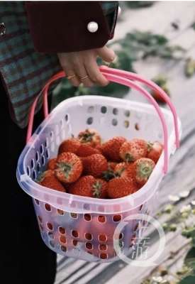 重庆草莓种植基地(巧克力味、奶油味…… 快来九龙坡摘草莓啦)