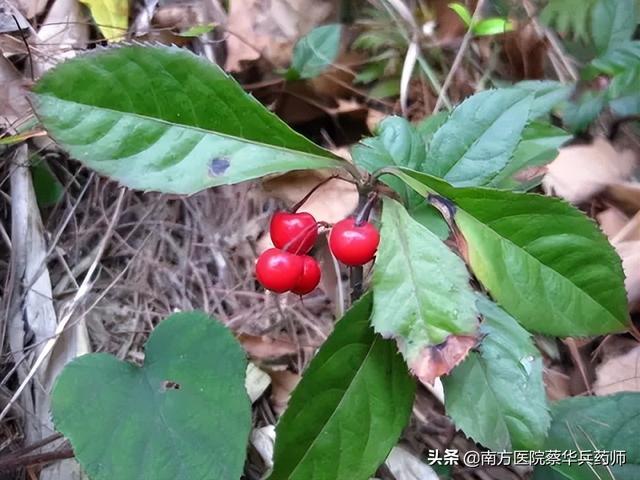 一味治风湿痛的中药：上能止咳平喘，中能清热利湿，下能活血化瘀