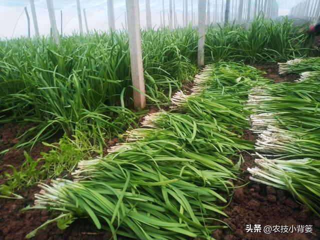 韭菜种植：播种移栽和挖根翻栽哪个方法好？各有哪些种植技巧？