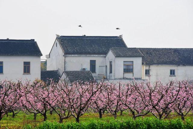 这个村，真“甜”