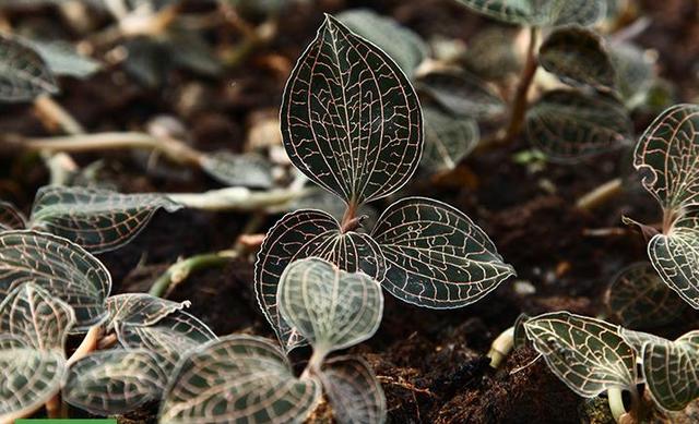 秦巴山区金线莲林下仿野生栽培技术