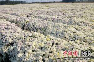 河北菊花种植基地(河北高阳：菊花飘香采摘忙)