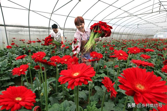 如何搞好乡村农业采摘大棚的种植设计、空间布局以及创意装饰