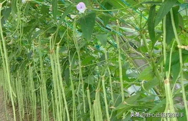 《豆类作物的科学种植：豆角的种植指南