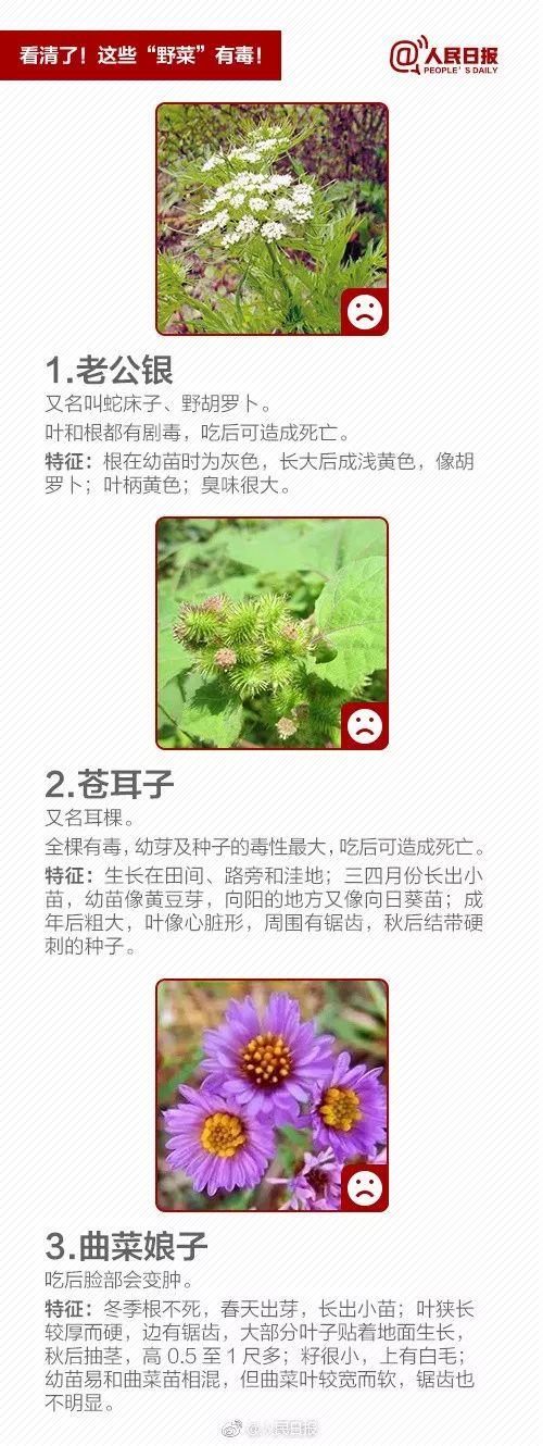 寿光这种草你认识吗？现在卖到了6块钱一斤！