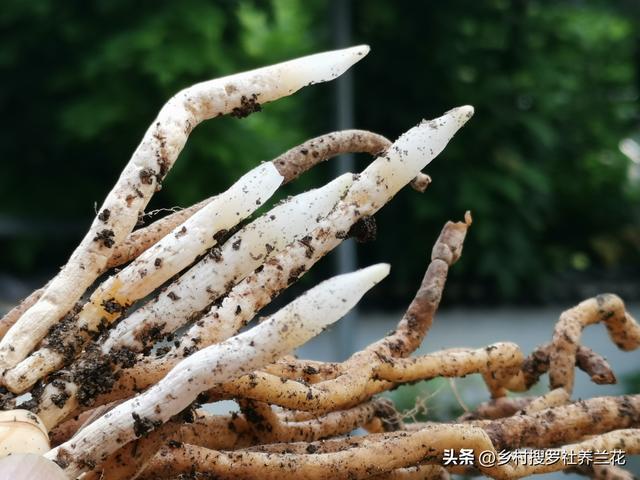 新手学养兰花，这44个问题必须要了解，知道答案就成功了一半