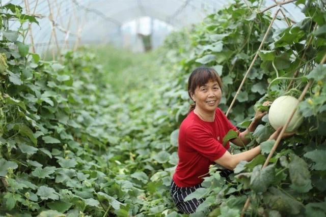 未来四大“暴利”种植行业，干好其中一个，年入几十万不是梦！