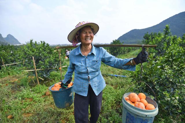 水果界新宠！这里种植400亩茂谷柑变身橙色天堂，330天才能成熟