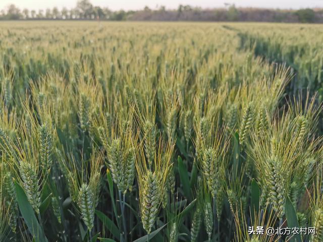 适合河南省种植：十个大粒型小麦品种，省肥又高产