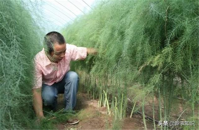 芦笋的种植方法，一起来看看，其实挺简单的，很快学会栽种芦笋