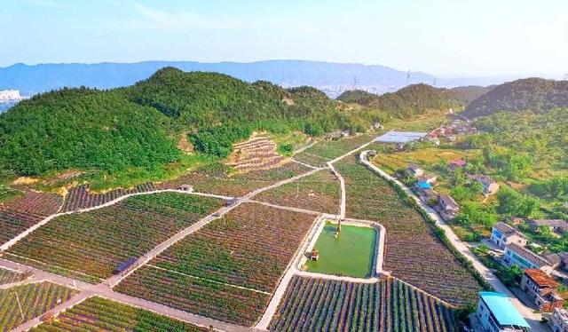 重庆这些地方的蓝莓熟了，还能顺便邂逅花海、住树屋