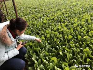 红根达菜种植(小青菜+大科技（酵素菌技术）=轻轻松松种出抢手有机菜)