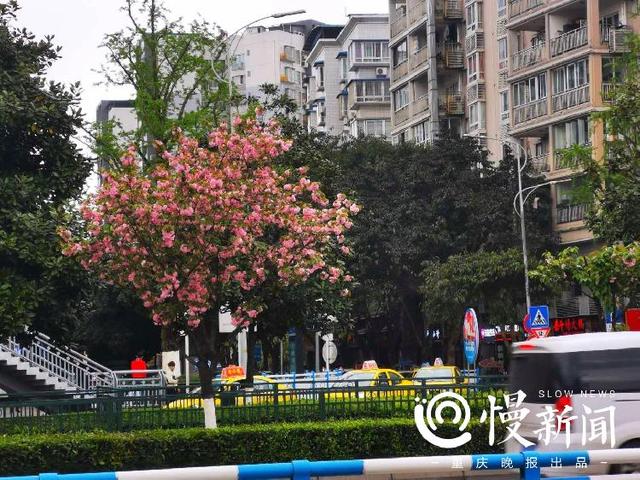 一起去赏花吧！家门口的晚樱开好了，这份主城赏樱地图请收下