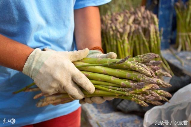 农民种植蔬菜，芦笋幼苗培育要点，你知道吗