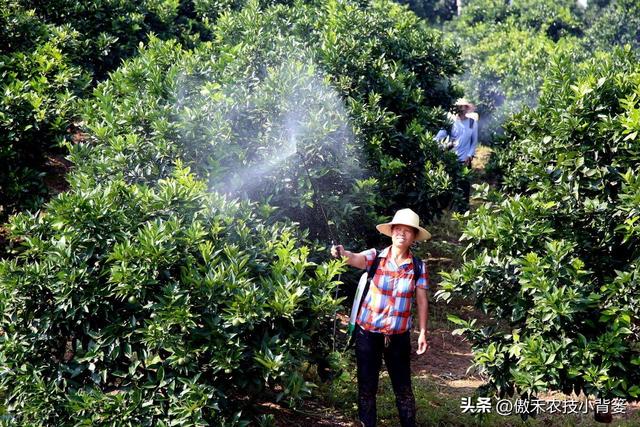 田间打药防治害虫效果差？试一下这3种杀虫剂，复配杀虫效果更佳