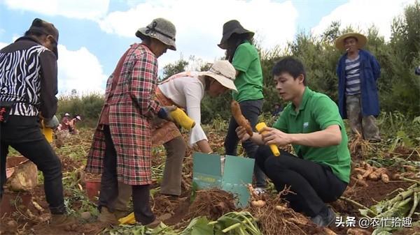 曾靠名字爆红，刚上市一斤12元，引农民大量种植，如今4毛叫苦