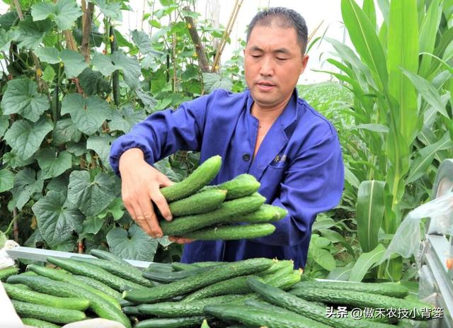 田间打药防治害虫效果差？试一下这3种杀虫剂，复配杀虫效果更佳