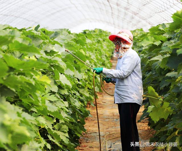 田间打药防治害虫效果差？试一下这3种杀虫剂，复配杀虫效果更佳