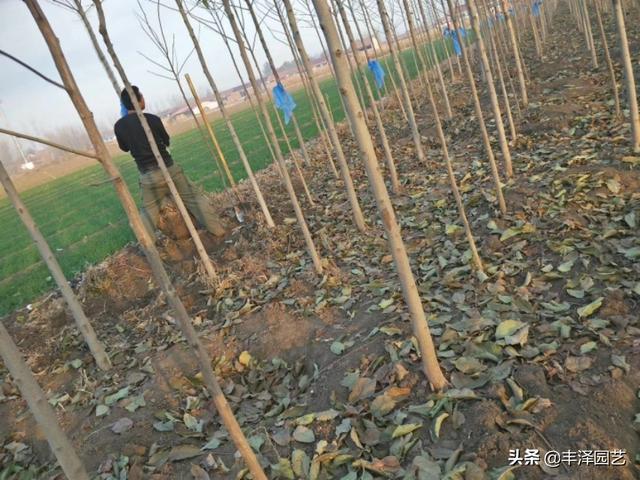 火爆的杜仲树，小苗存圃量已有上亿棵，警惕种植背后的风险