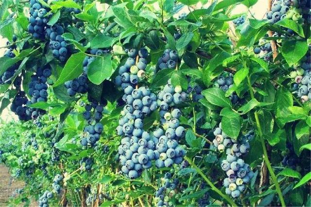 重庆这些地方的蓝莓熟了，还能顺便邂逅花海、住树屋