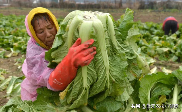 8月中旬大白菜播种正当时，这样种植大白菜才能高产又丰收