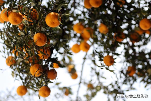 山西七旬农民把南方橘子种到北方每年结果几百斤，30年后啥样子