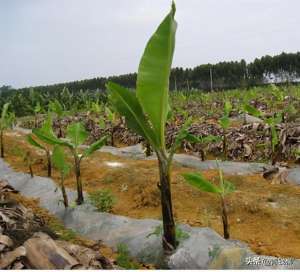 湖香蕉种植(海南香蕉优质高产栽培管理技术)